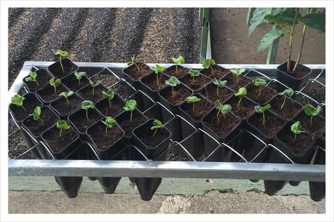 coffee seedlings in a gridded metal holder