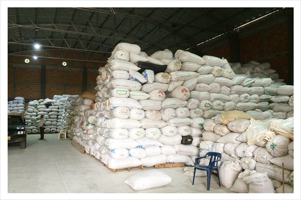 stacks of green coffee bags in a warehouse in Colombia