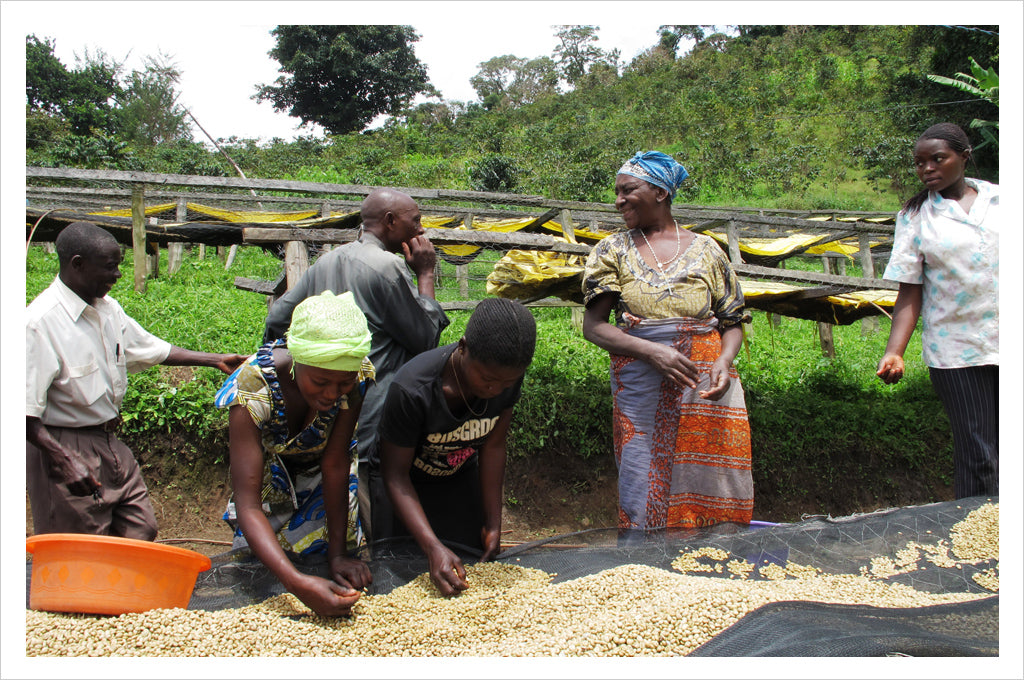 several workers talking and processing green coffee in Congo