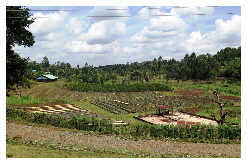 coffee producing farm in kenya